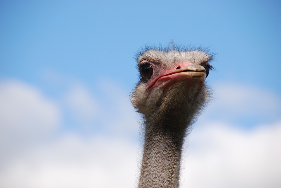 Business Survival - Ostrich